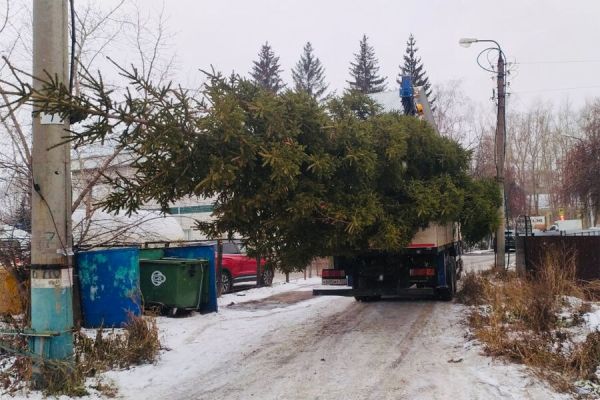 Правильная утилизация новогодних елок без штрафов