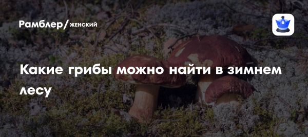 Теплая зима в Москве способствует зимней охоте за грибами