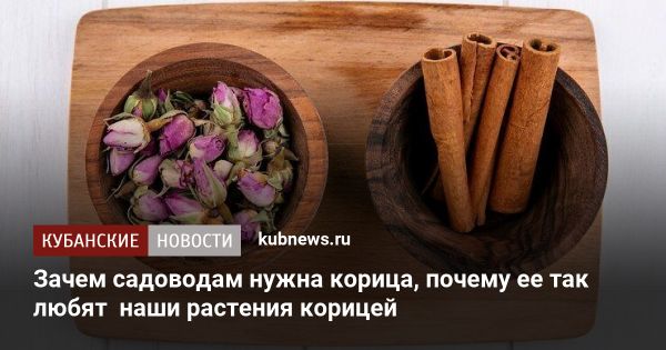 Корица как натуральное средство для защиты растений от вредителей и грибков