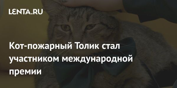 Кот Толик в номинации на премию Мой ласковый и нужный зверь