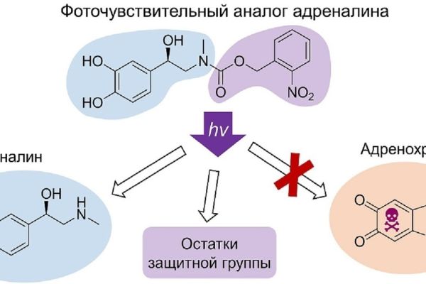 Инновации в исследовании тромбоцитов разработанные учеными НГУ