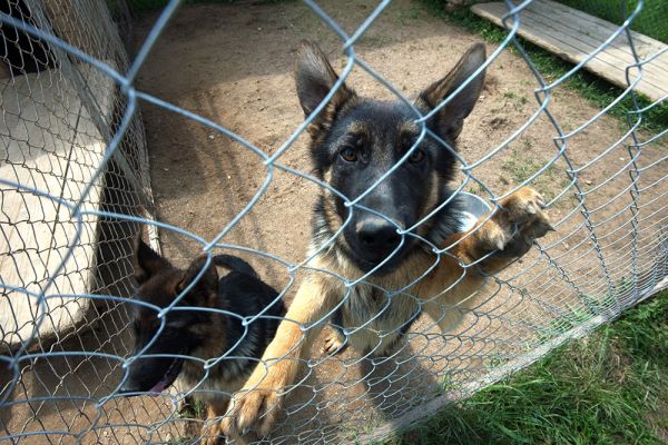 Судебное дело о банкротстве заводчика собак и судьбе щенков