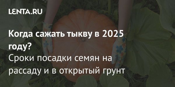 Успешная посадка тыквы в 2025 году советы и рекомендации