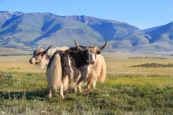 Выставка блюд яководческой кухни в Туве