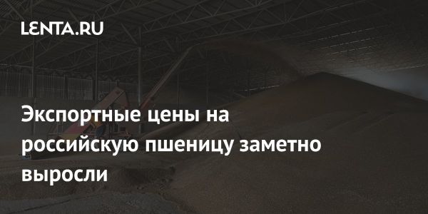 Экспортные цены на российскую пшеницу достигают 252 долларов за тонну в 2025 году