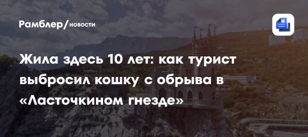 Жестокое обращение с кошкой в Ялте вызвало общественный резонанс