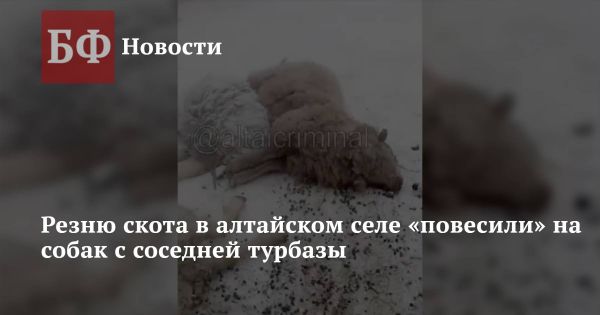 Атака хищников на скот в Республике Алтай