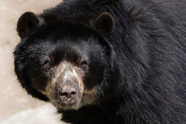 Поиски медведя в Тамилнаде после трагической гибели двух мужчин