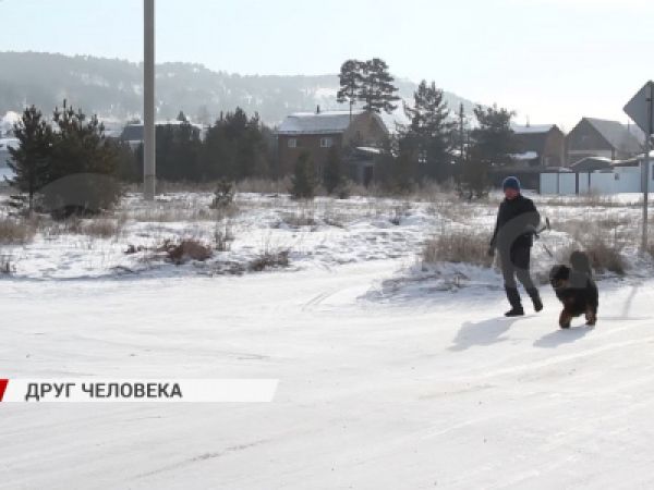 Мобильная ветеринарная станция в Улан-Удэ: регистрация и вакцинация собак