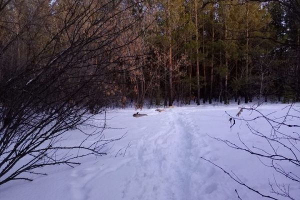 Охотник на косуль сорвал куш: история и наказание