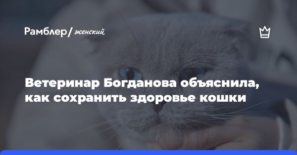 Заболевания кошек и советы по уходу: важная информация от ветеринаров