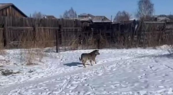 Нападение стаи собак на девочку в Хакасии вызывает вопросы о безопасности