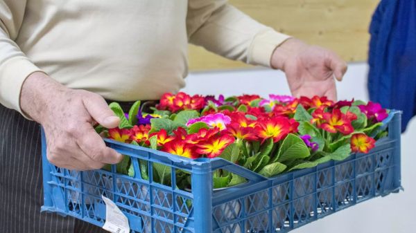 Значение садоводства на долголетие и здоровье