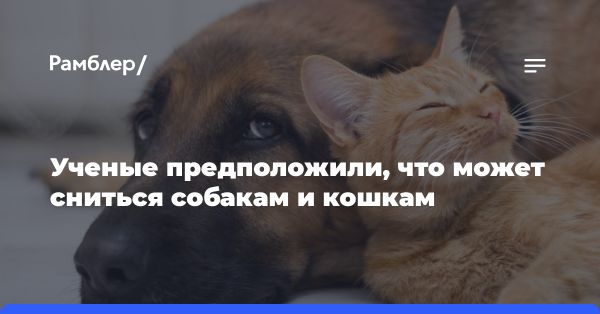 Сновидения у домашних животных: миф или реальность?