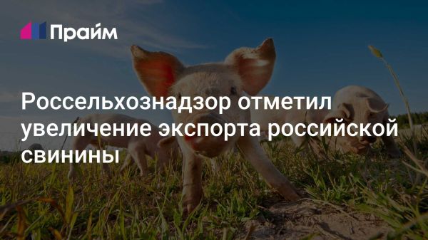 Экспорт российской свинины удвоился в феврале 2025 года