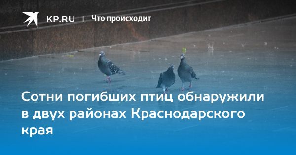 Трагедия в Краснодарском крае: массовая гибель птиц и зайцев