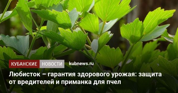 Любисток: отличный инструмент для охраны урожая и здоровья