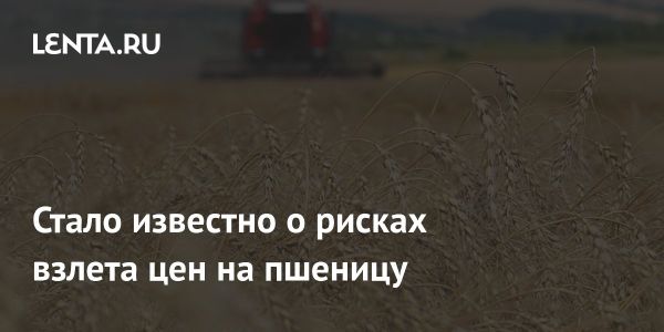 Риски роста цен на продовольственную пшеницу в России усиливаются