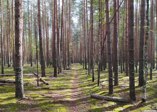 Спор о вырубке рождественских елей в Баварии