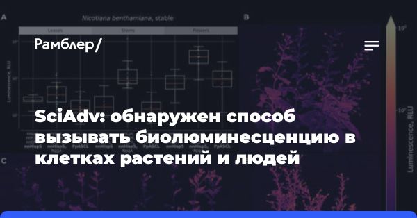 Открытие британских ученых: светящиеся растения и их роль в исследованиях