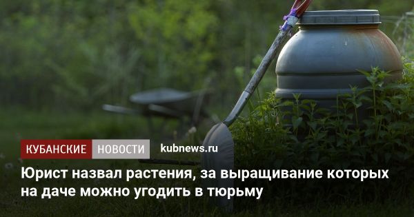 Запрет на выращивание психотропных растений в России