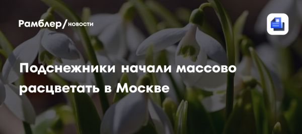 Массированное цветение подснежников наблюдается в столичных лесопарках