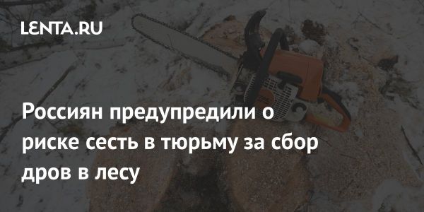 Штрафы за несанкционированный сбор валежника в России