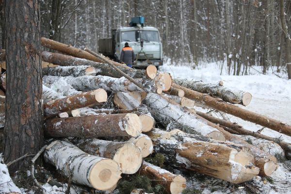 Аукционы лесных участков для малого бизнеса в России: результаты и перспективы