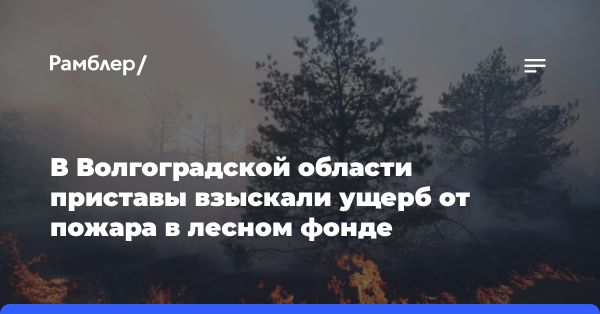 Мужчина возместил ущерб в лесу на 150 тыс. рублей