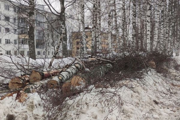 Вырубка деревьев в Кировской области для ремонта дороги к аэропорту