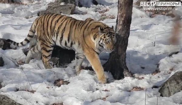 Инцидент с амурским тигром в селе Хасанского района Приморского края