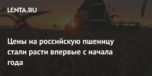 Цены на российскую пшеницу для экспорта начали расти