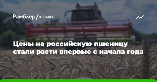 Рост цен на экспорт российской пшеницы