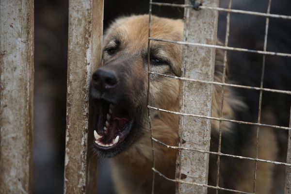 Госдума обсудит законопроект о усыплении бездомных собак