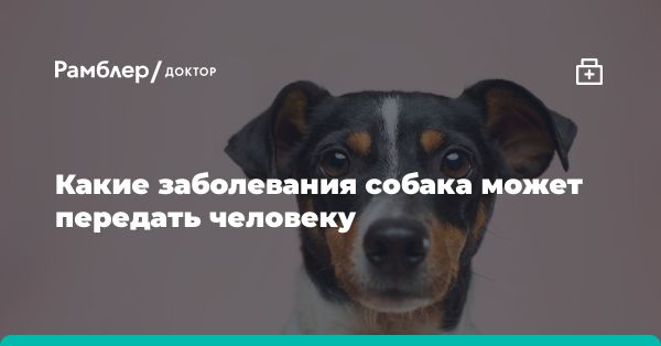 Забота о здоровье собак: важные аспекты, о которых стоит помнить