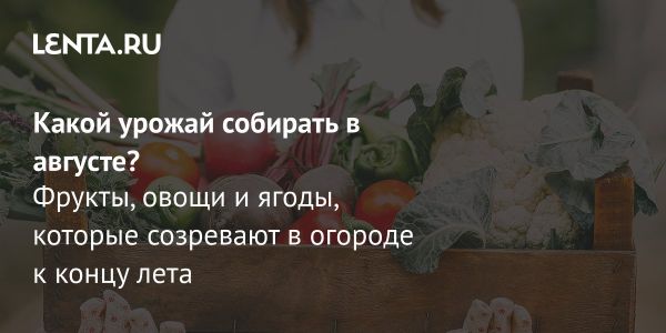 Сбор и хранение урожая овощей и фруктов в августе