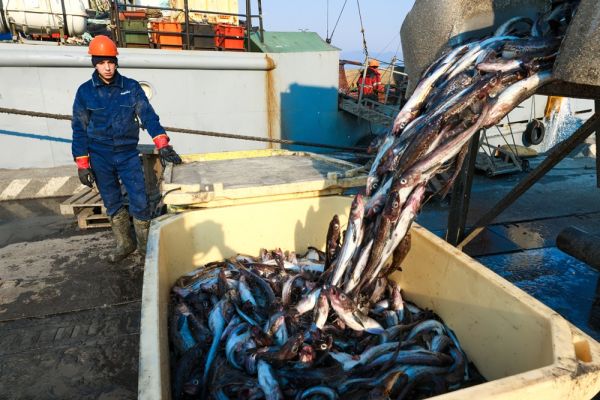 Развитие рыбной отрасли на Дальнем Востоке России