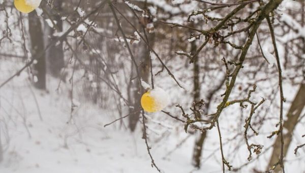 Уход за садом в начале весны: секреты здоровья растений