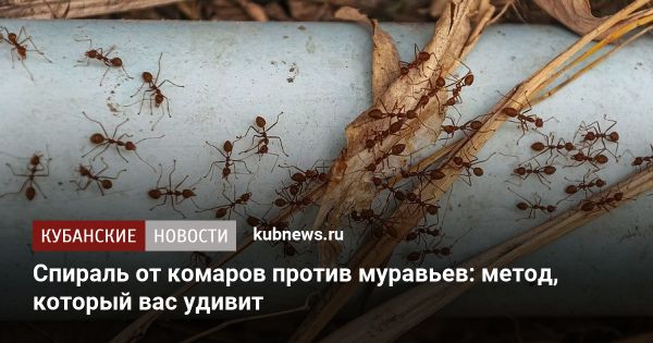 Эффективная борьба с муравьями с помощью спиралей от комаров