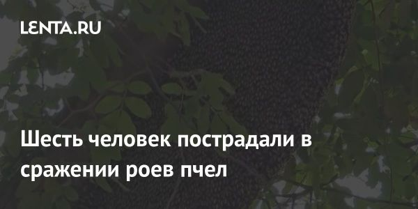 Атака пчел на храмовом рынке в Таиланде