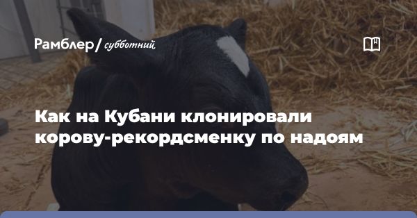 Успешный эксперимент по клонированию коровы в России: появление теленка-клона Звездочка