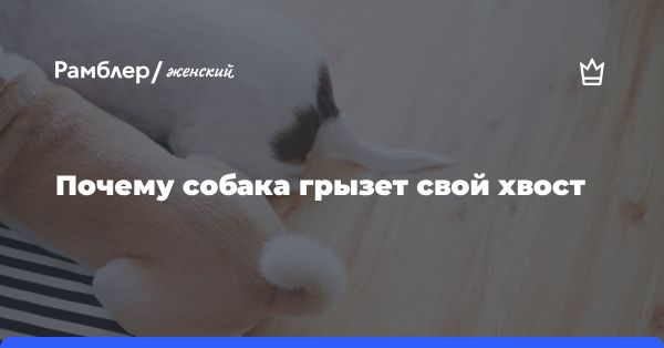 Почему собаки грызут свой хвост: причины и симптомы