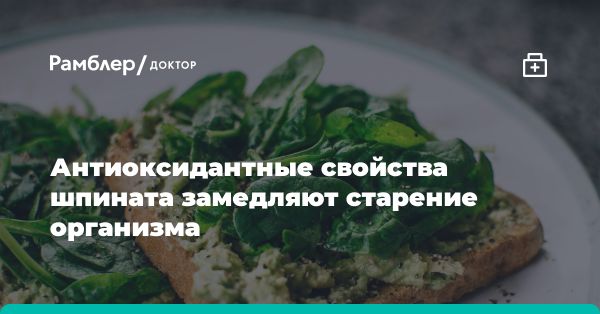 Шпинат - секрет молодости и здоровья