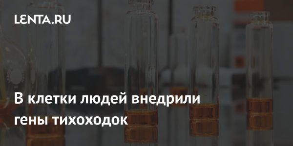 Исследование генов тихоходок и метаболизм человеческих клеток