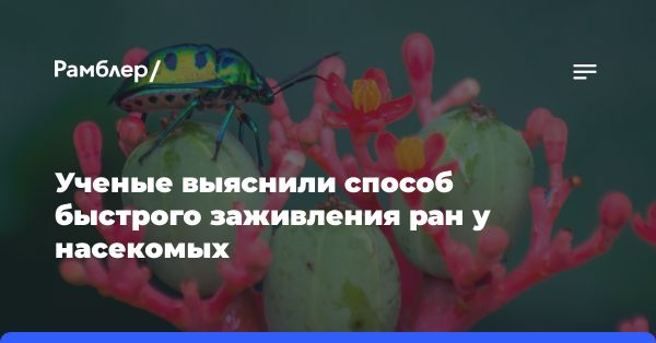 Исследование гемолимфы насекомых: быстрое заживление ран