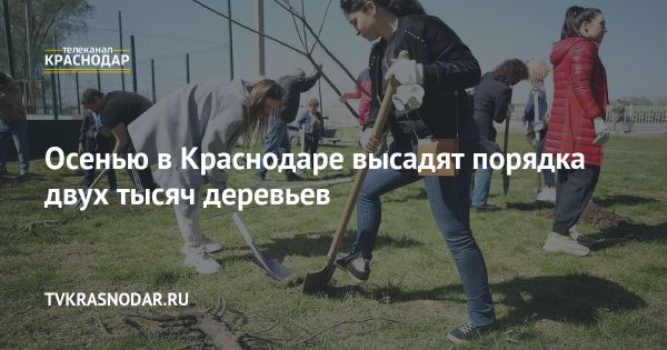 Обрезка и уборка городских деревьев: процессы и инициативы