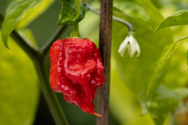 Опасность Carolina Reaper: важно знать осторожность