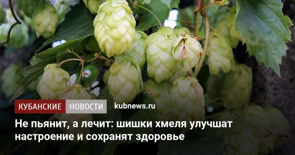 Полезные свойства шишек хмеля для здоровья