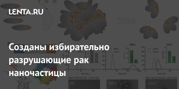 Инновационные белковые микроматериалы для уничтожения раковых клеток