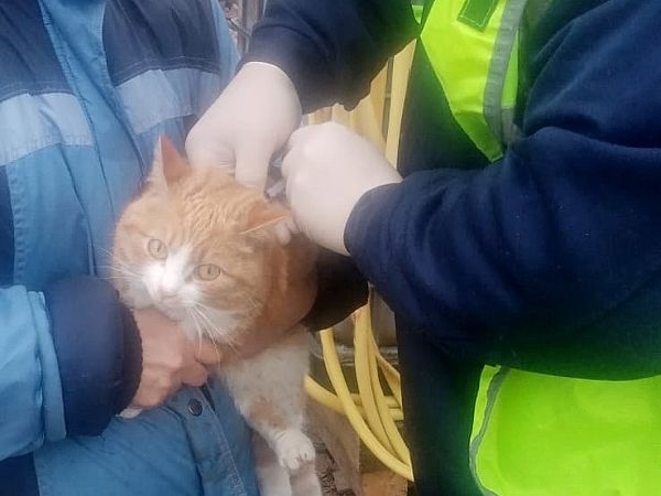 Вакцинация против бешенства и гриппа в Новгородском районе